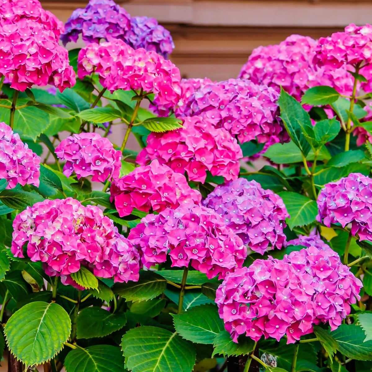 Carpet Creeping hydrangea seeds long-blooming variety for extended garden color.