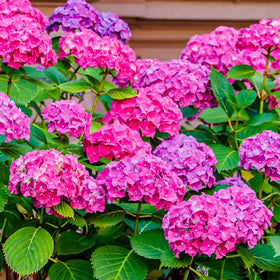 Carpet Creeping hydrangea seeds long-blooming variety for extended garden color.