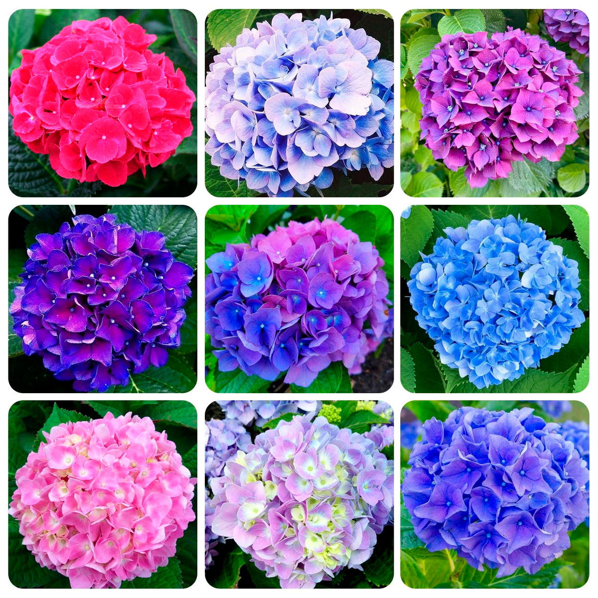 Carpet Creeping hydrangea seeds mix colors for a vibrant garden palette.