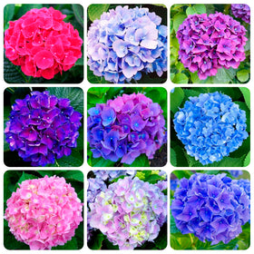 Carpet Creeping hydrangea seeds mix colors for a vibrant garden palette.