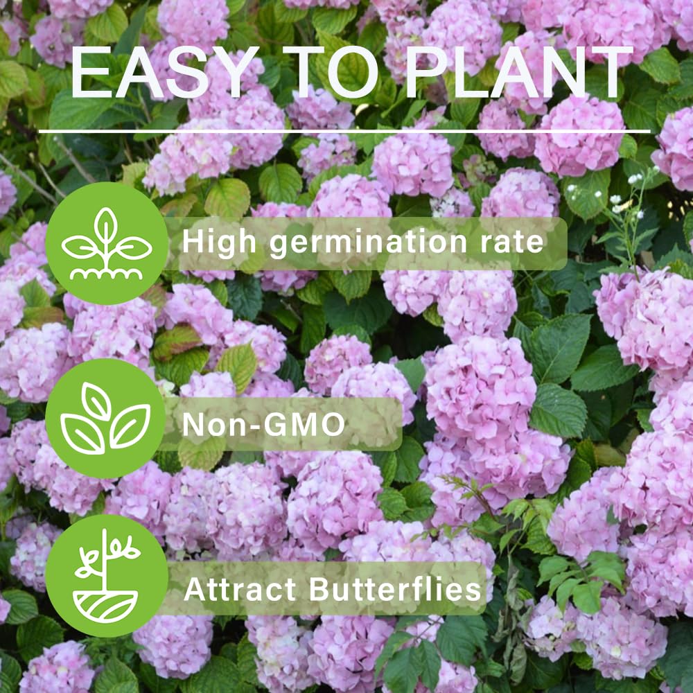 Carpet Creeping hydrangea seeds versatile for borders, beds, and containers.