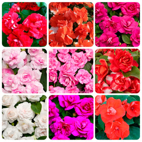 Carpet Creeping Impatiens balsamina seeds packet for easy germination and bright colors.
