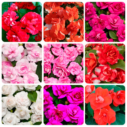 Carpet Creeping Impatiens balsamina seeds packet for easy germination and bright colors.