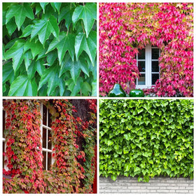 Carpet Creeping Ivy climbs walls and paths for decorative coverage.