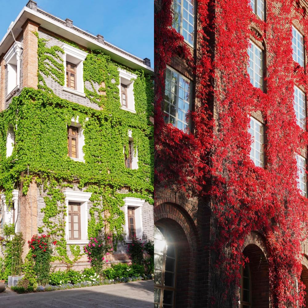 Carpet Creeping Ivy ground-cover plant ideal for shade and pathways.