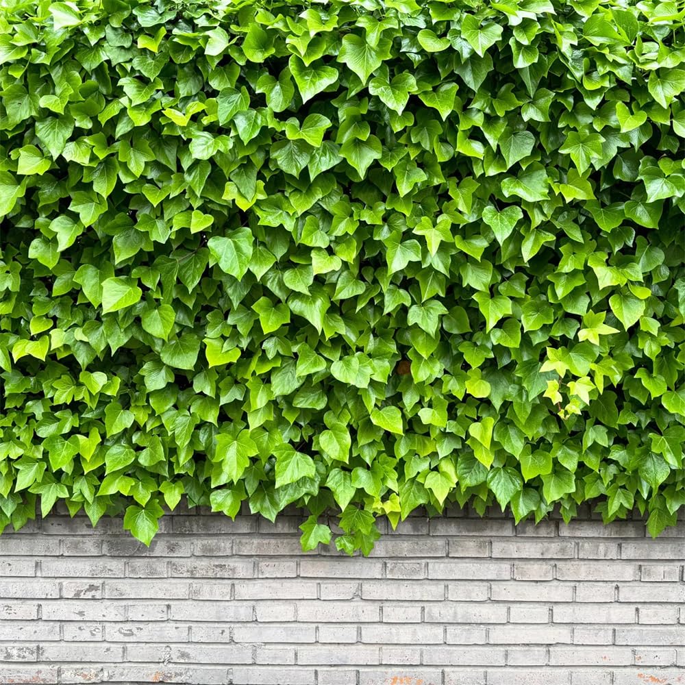 Carpet Creeping Ivy adds graceful blooms to rock gardens and containers.