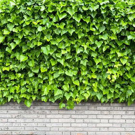 Carpet Creeping Ivy adds graceful blooms to rock gardens and containers.