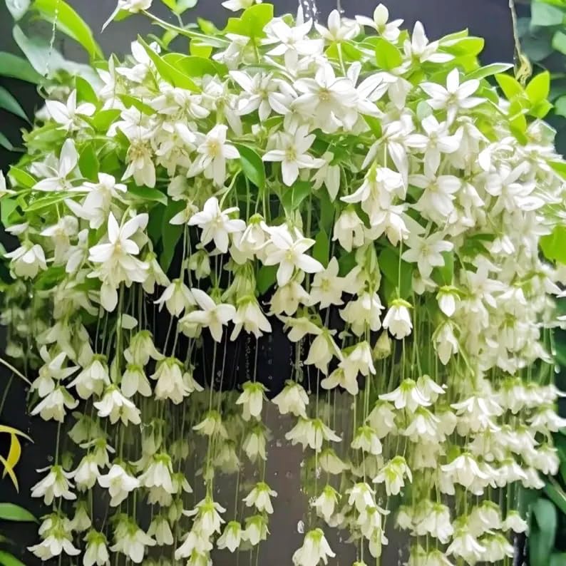 Carpet Creeping Jasmine flower bloom close-up shows fragrant blooms.