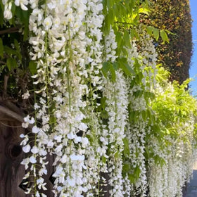 Carpet Creeping Jasmine seedling growing, ideal for beginner gardeners.