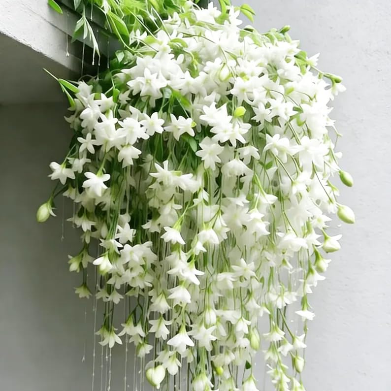 Carpet Creeping Jasmine vine decor, perfect for garden accents.