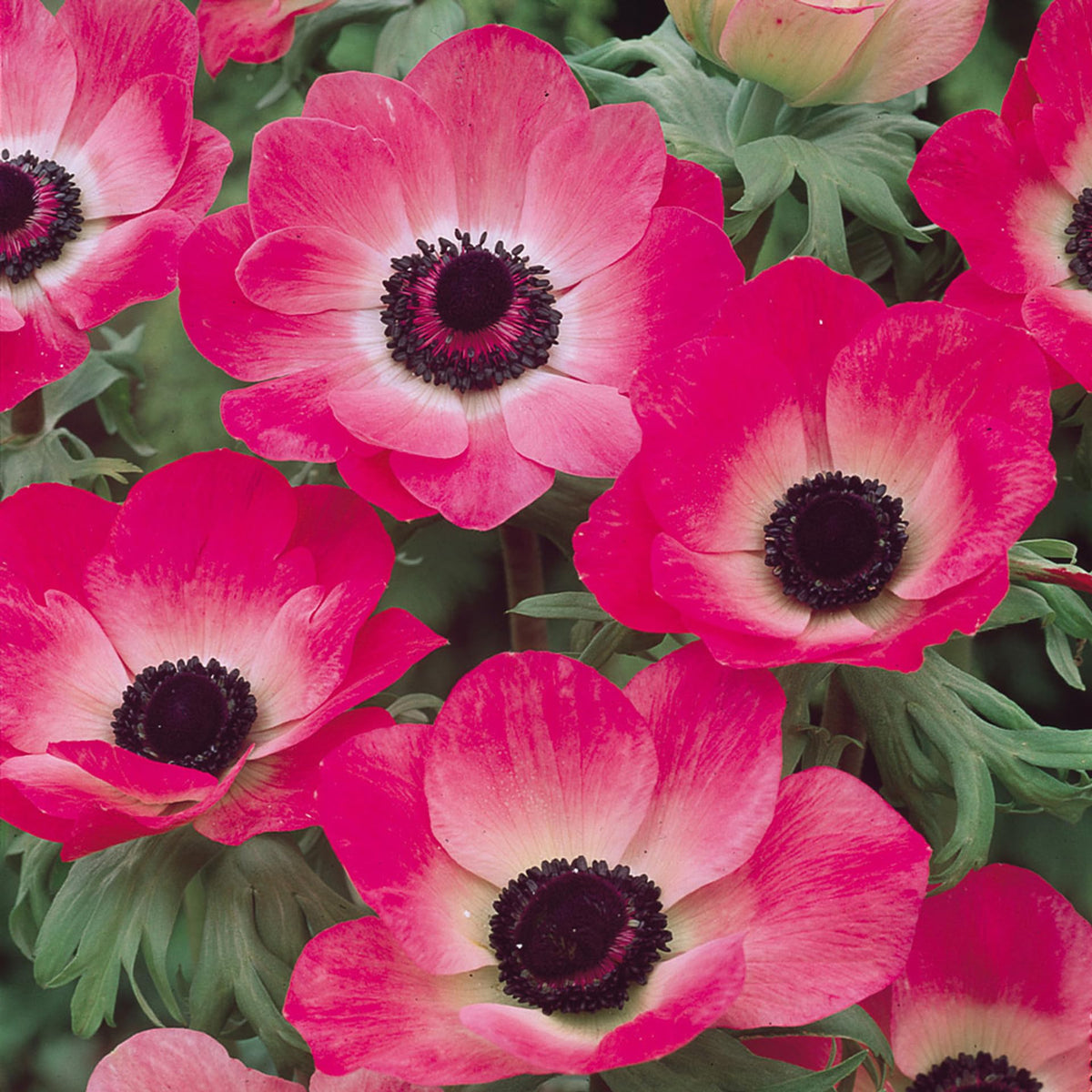 Carpet Creeping Jerusalem anemone bloom for long-lasting summer to autumn color