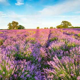 Carpet Creeping Lavender Vera plants in garden provide low-maintenance color