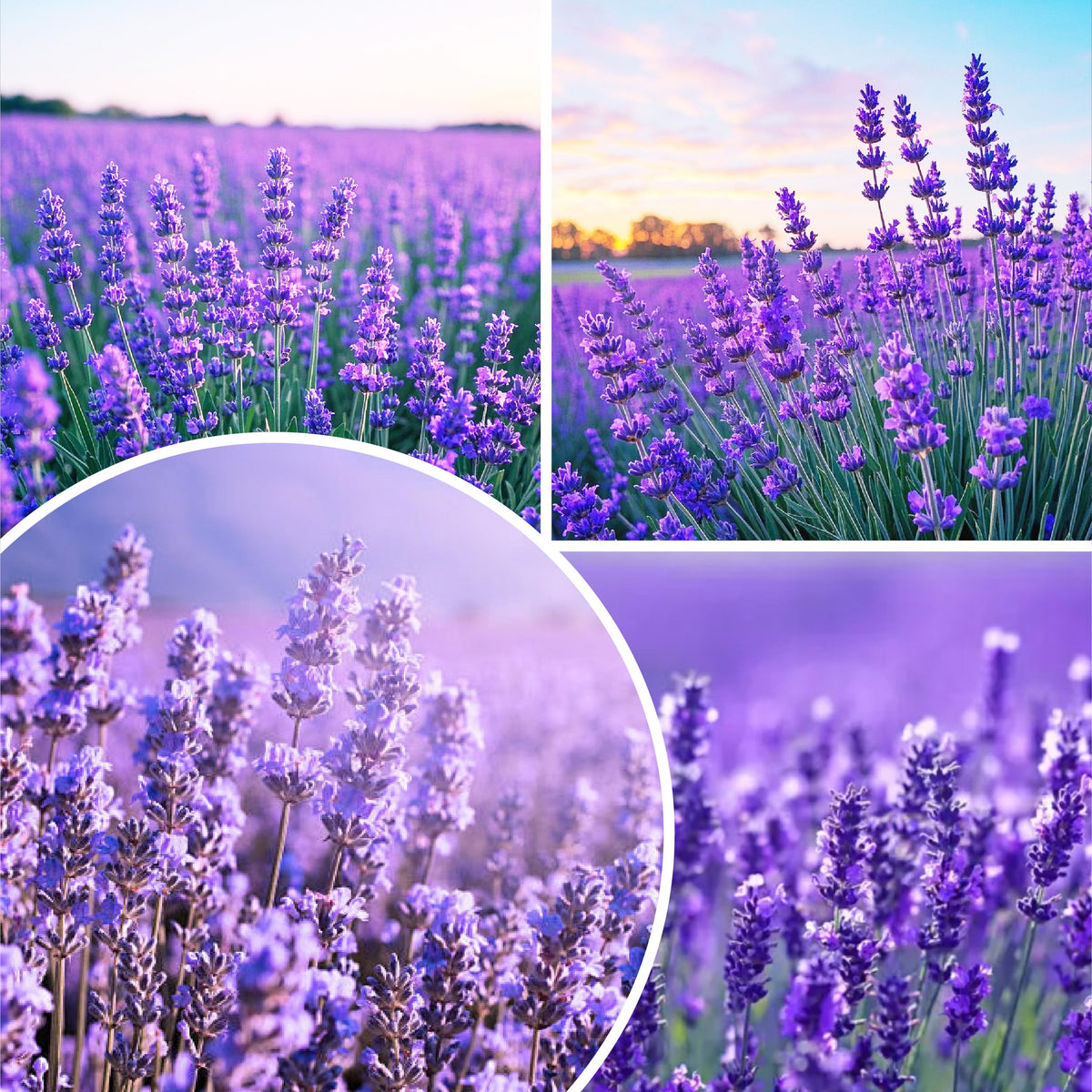 Carpet Creeping Lavender Vera seeds packet ideal for pollinator-friendly gardens