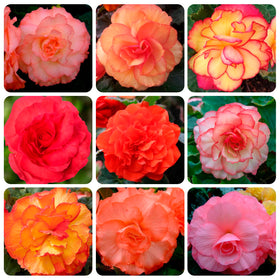 Carpet Creeping limitless begonia seed pack for outdoor planting in beds and containers