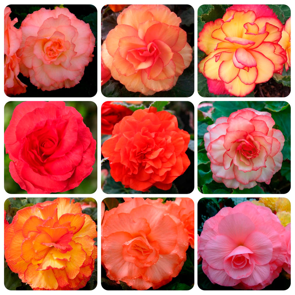 Carpet Creeping limitless begonia seed pack for outdoor planting in beds and containers