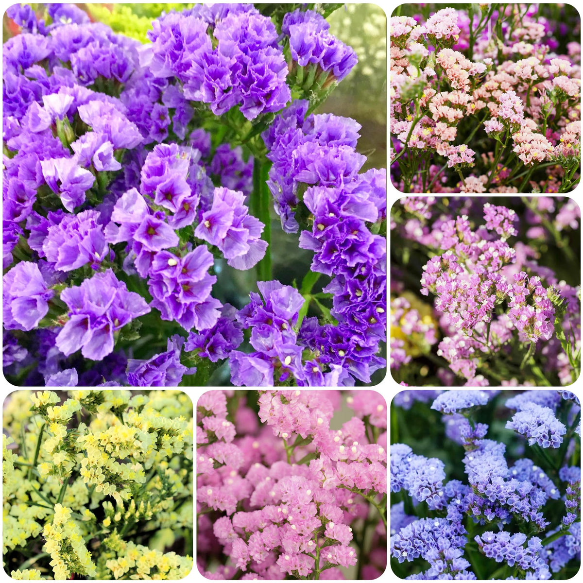Carpet Creeping limonium sinuatum cut flowers ideal for fresh bouquets.