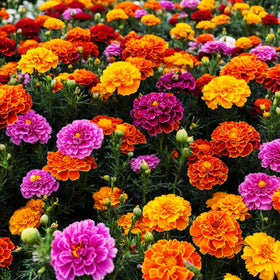 Carpet Creeping marigold provides a long bloom season from spring to fall.