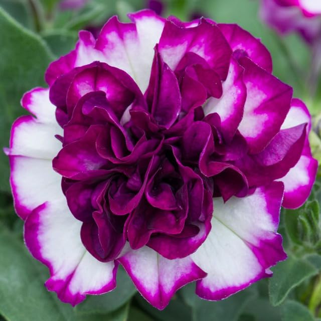 Carpet Creeping long-bloom petunia seeds extend seasonal color from spring to fall