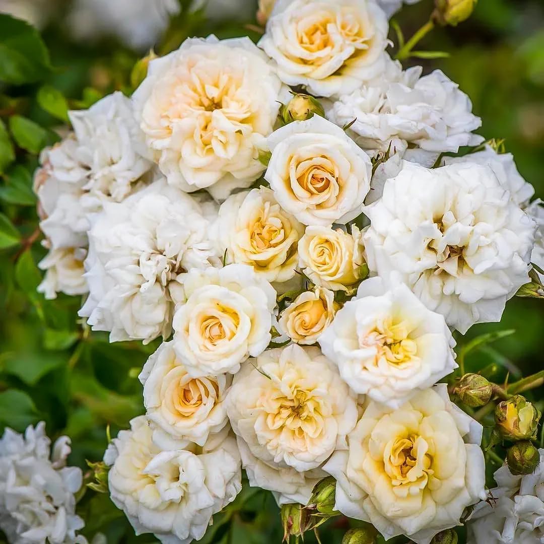 Carpet Creeping roses providing a long blooming period through the season