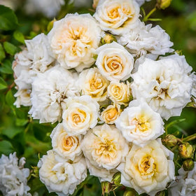 Carpet Creeping roses providing a long blooming period through the season