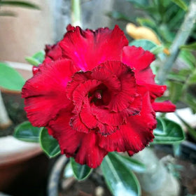 Carpet Creeping long-lasting desert rose blooms enhance outdoor beds