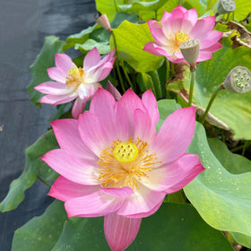 Carpet Creeping lotus seedlings in a container ready for outdoors.