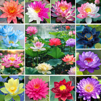 Carpet Creeping bowl lotus seeds mix pack ready to start an outdoor pond display.