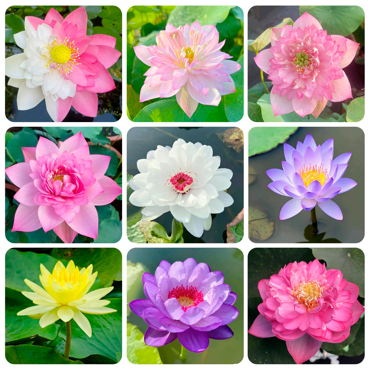 Carpet Creeping lotus seeds plant guide demonstrates easy garden pond setup.