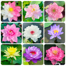 Carpet Creeping lotus seeds plant guide demonstrates easy garden pond setup.