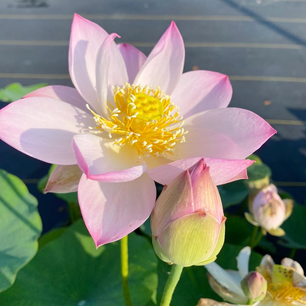 Carpet Creeping lotus seeds at pond edge create focal interest.