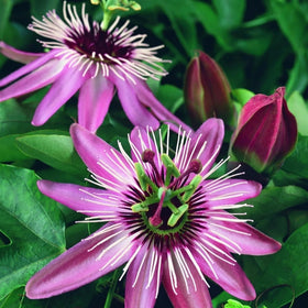 Carpet Creeping vibrant vine creates an ornamental garden backdrop.