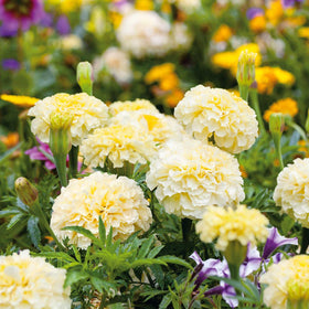 Carpet Creeping marigold attracts bees and butterflies with sunny blossoms.