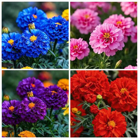 Carpet Creeping marigold seed yellow bloom adds bright color to beds and borders.
