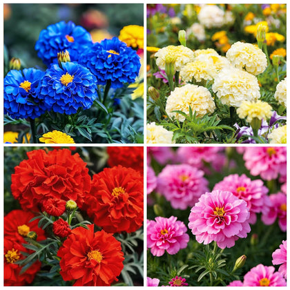 Carpet Creeping marigold seeds bloom closeup attracts pollinators for vibrant gardens