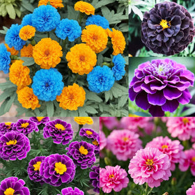 Carpet Creeping marigold seeds pollinators-attracting blooms brighten landscapes