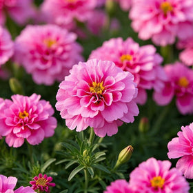 Carpet Creeping marigolds provide extended blooms from spring through fall.