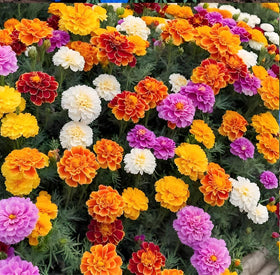 Carpet Creeping marigolds repel pests, offering a natural garden option.