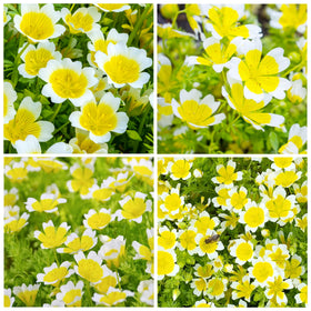 Carpet Creeping meadowfoam ground-cover blooms forming a bright carpet