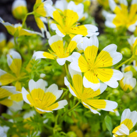 Carpet Creeping meadowfoam spreading across a garden bed