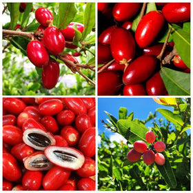 Carpet Creeping Miracle Berry seed planting in garden showcases outdoor edible berry cultivation.