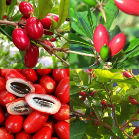 Carpet Creeping Miracle Berry Seeds packaging highlights natural taste alteration for curious cooks.