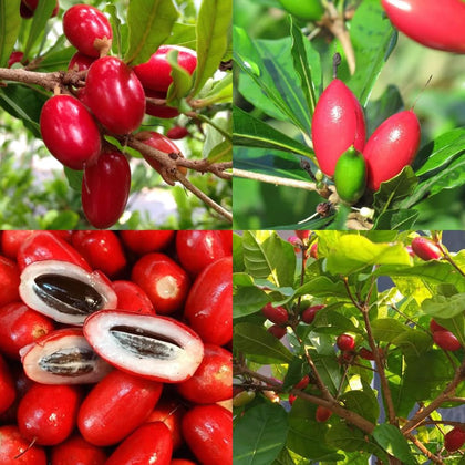 Carpet Creeping Miracle Berry Seeds packaging highlights natural taste alteration for curious cooks.