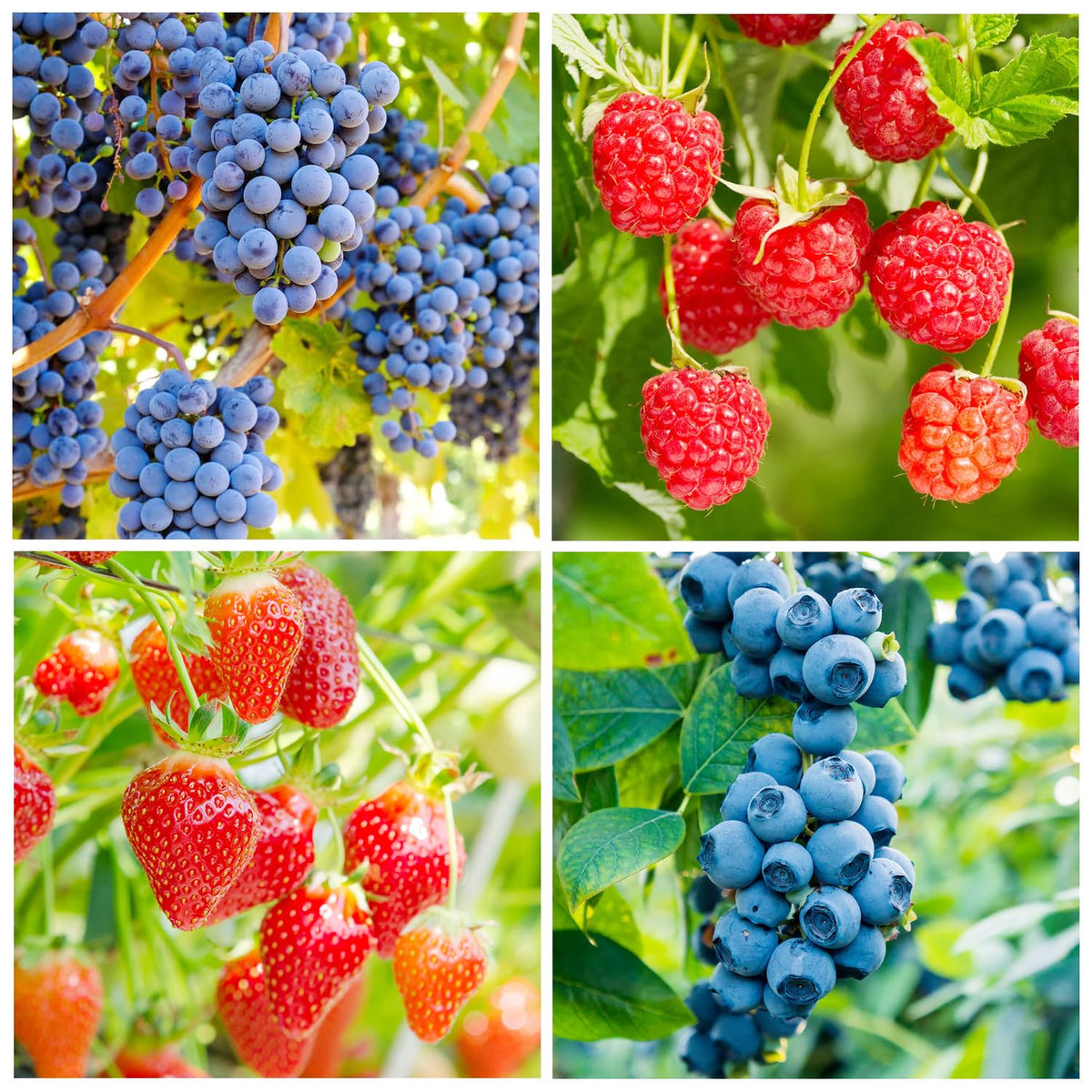 Carpet Creeping mixed fruit seeds bundle for diverse home garden planting