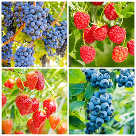 Carpet Creeping mixed fruit seeds bundle for diverse home garden planting