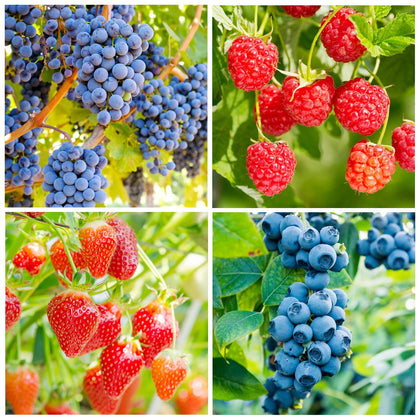 Carpet Creeping mixed fruit seeds bundle for diverse home garden planting
