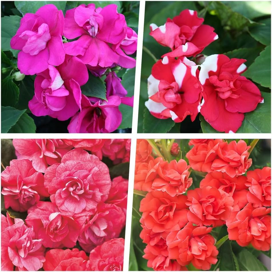 Carpet Creeping mixed blooms show varied colors to brighten borders and beds.