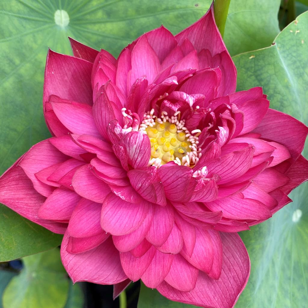 Carpet Creeping mixed-lotus varieties enhance water garden aesthetics.