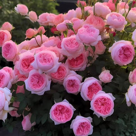 Moderate watering guidance supports healthy growth of Carpet Creeping roses.