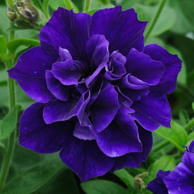 Carpet Creeping multiple-color petunia seeds ideal for window boxes