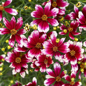 Carpet Creeping native coreopsis in garden bed offering hardy, low-maintenance color.